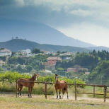 Horse riding