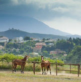 Horse riding